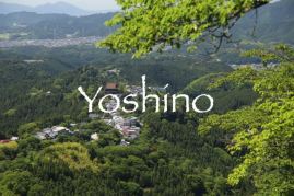 yoshino